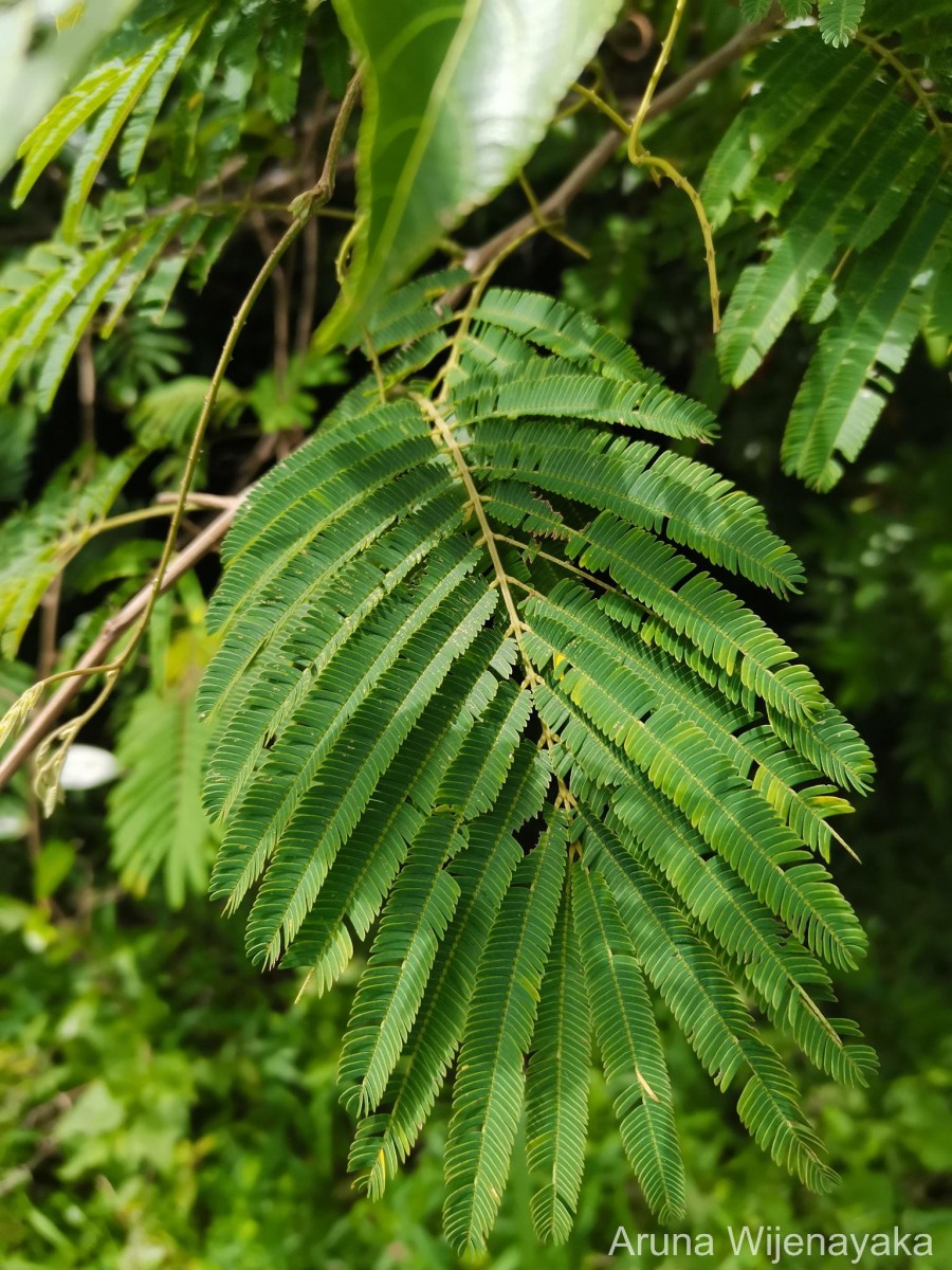 Senegalia lankaensis (Kosterm.) Ragup., Seigler, Ebinger & Maslin